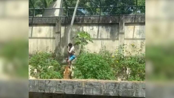 Homem atacado por leoa em João Pessoa