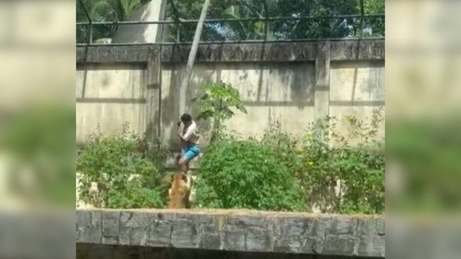 Homem atacado por leoa em João Pessoa