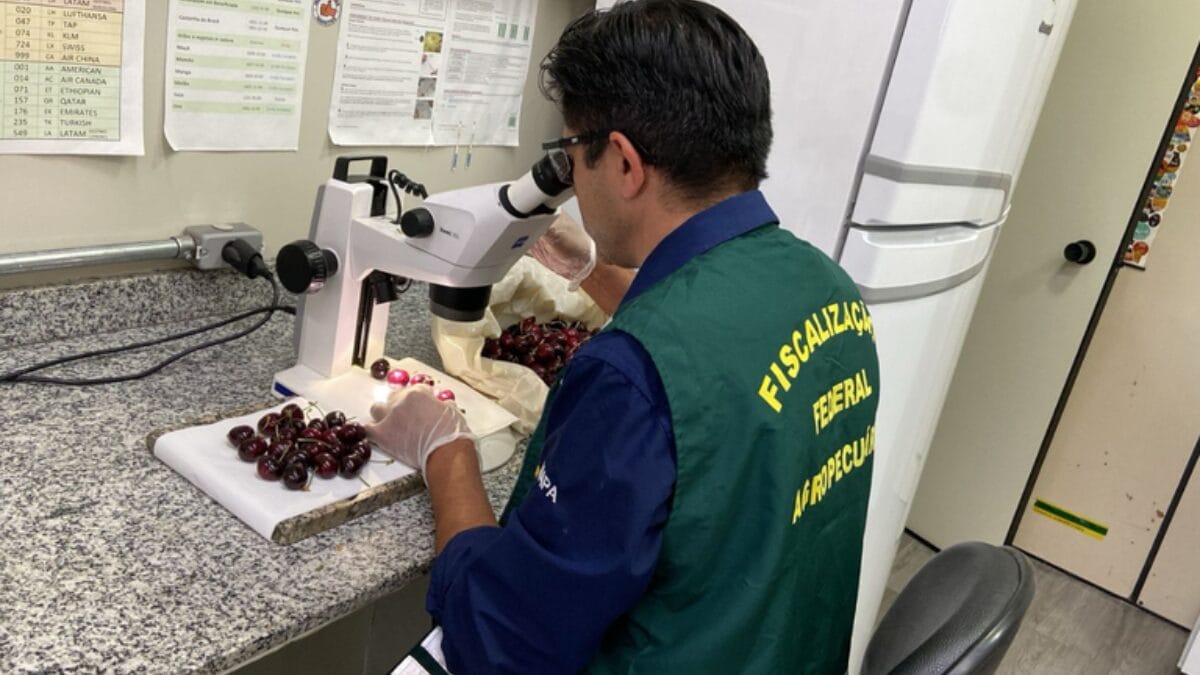 Mais de uma tonelada de cerejas chilenas são destruídas por presença de praga quarentenária