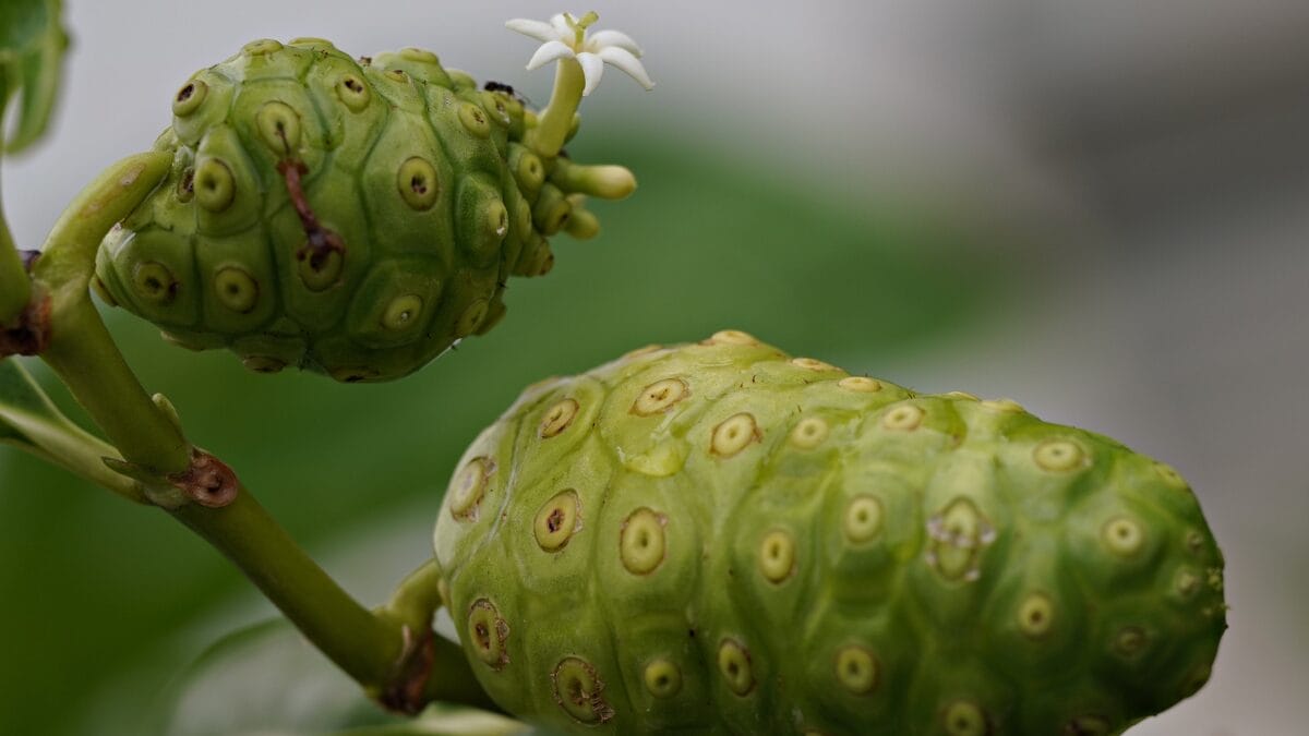 O Noni emagrece? O resultado pode ser um dano grave ao fígado