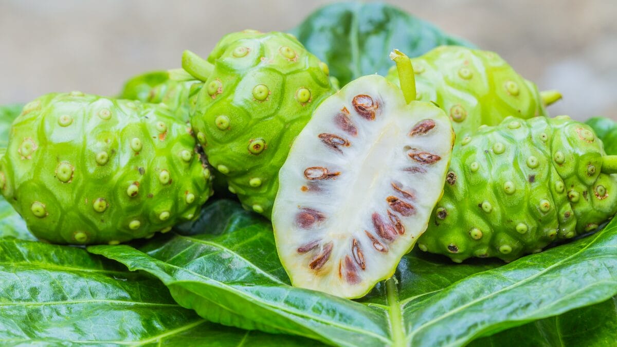 O Noni emagrece? O resultado pode ser um dano grave ao fígado
