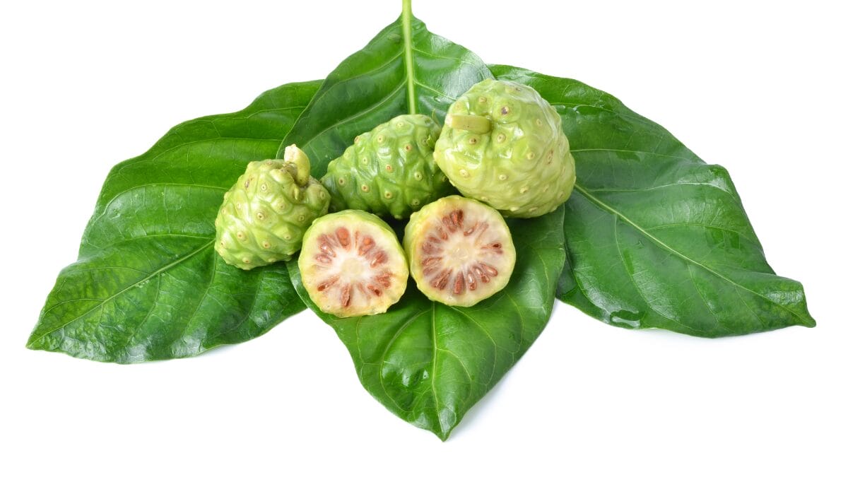 O Noni emagrece? O resultado pode ser um dano grave ao fígado