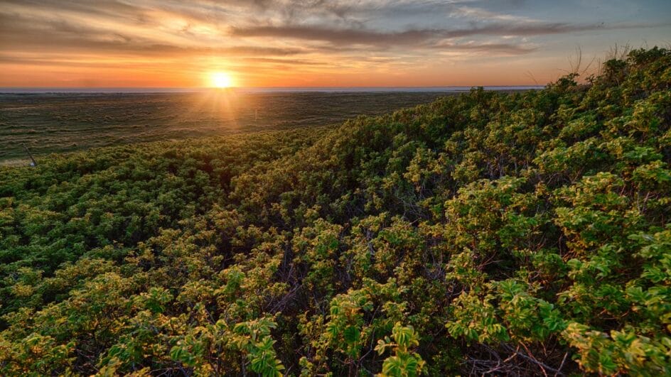 Contrato da Google com a brasileira Mombak visa remover 200 mil toneladas de carbono (Foto: banco de imagens)