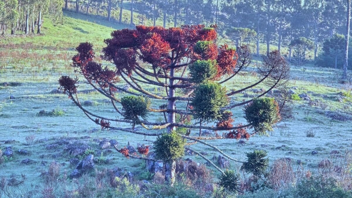 Araucária com folhas em tom de verde e vermelho, em um campo coberto de gelo. Foto de São Joaquim.