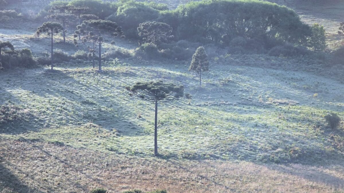 Campo coberto de gelo em São Joaquim.