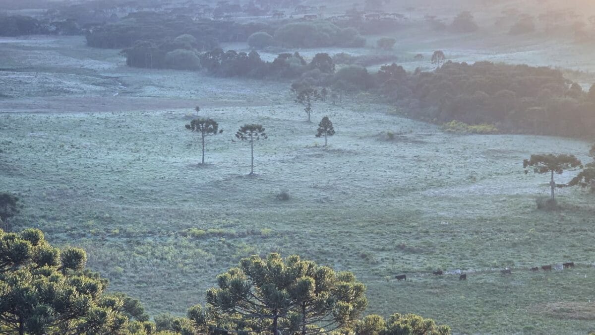 Campo coberto de gelo em São Joaquim.