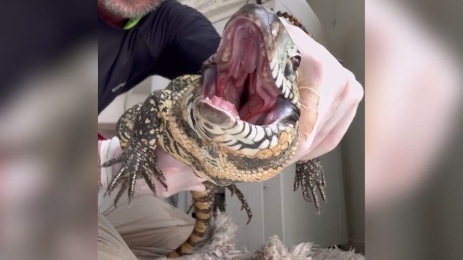 Cinco lagartos teiú foram resgatados nos últimos dias em Jaraguá do Sul (SC)