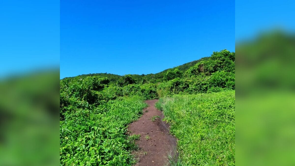 Trilha do Morro das Aranhas (Foto: @trilhasemsc, Reprodução)