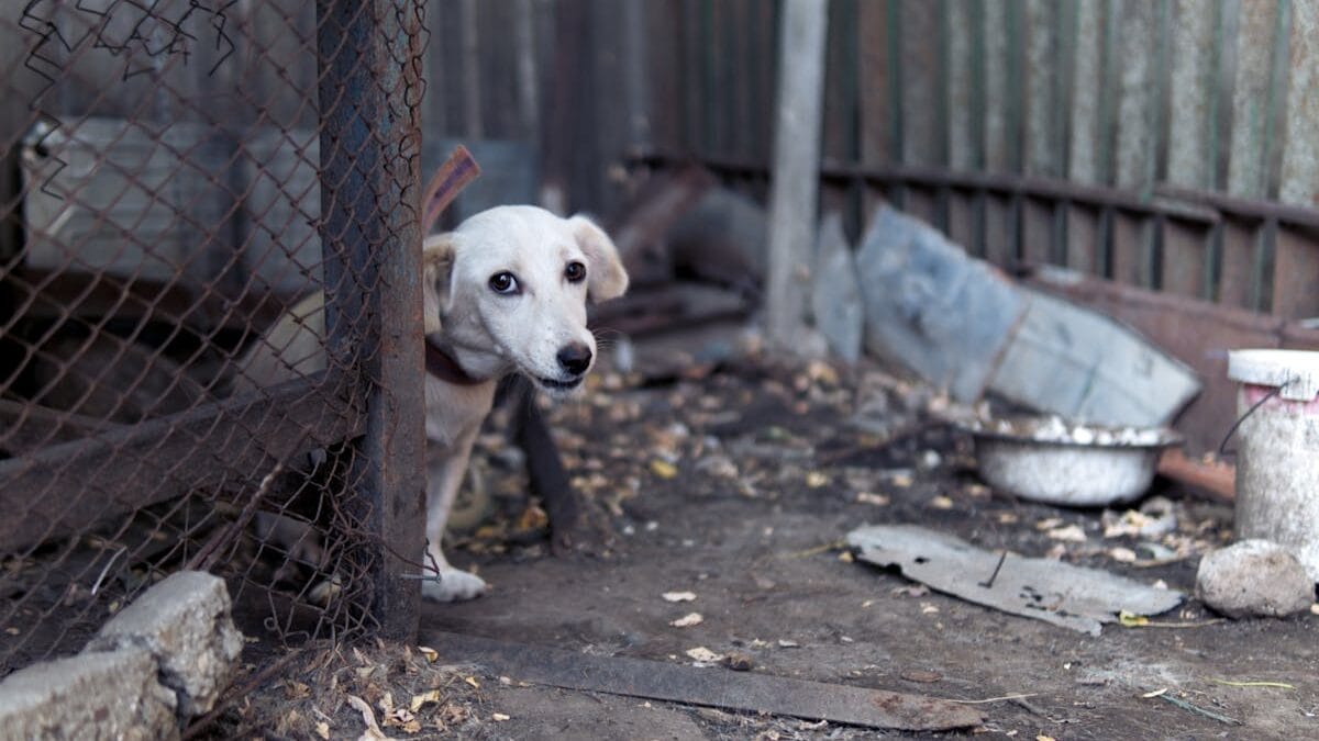 cachorro abandonado