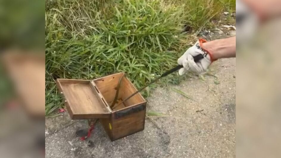 Na foto, o Corpo de Bombeiros Militar devolve a cobra para a natureza