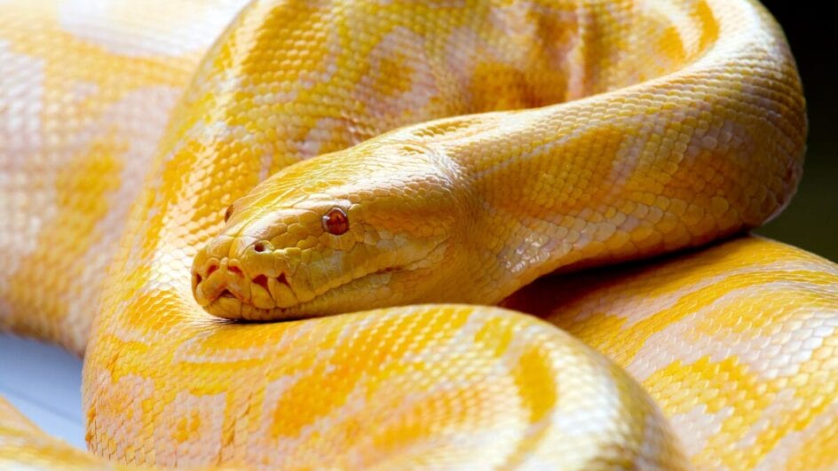 cobra pode engolir humano