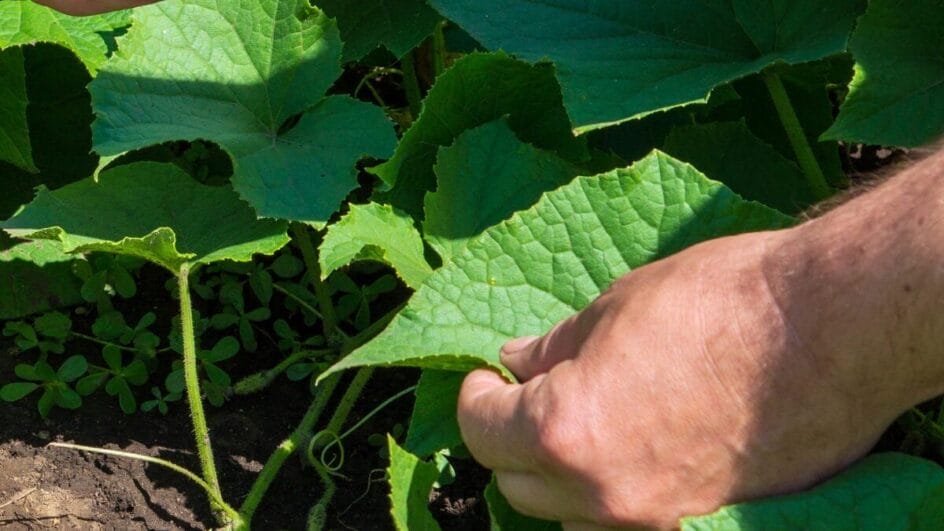 Pessoa colhendo maxixe e observando a folha do vegetal