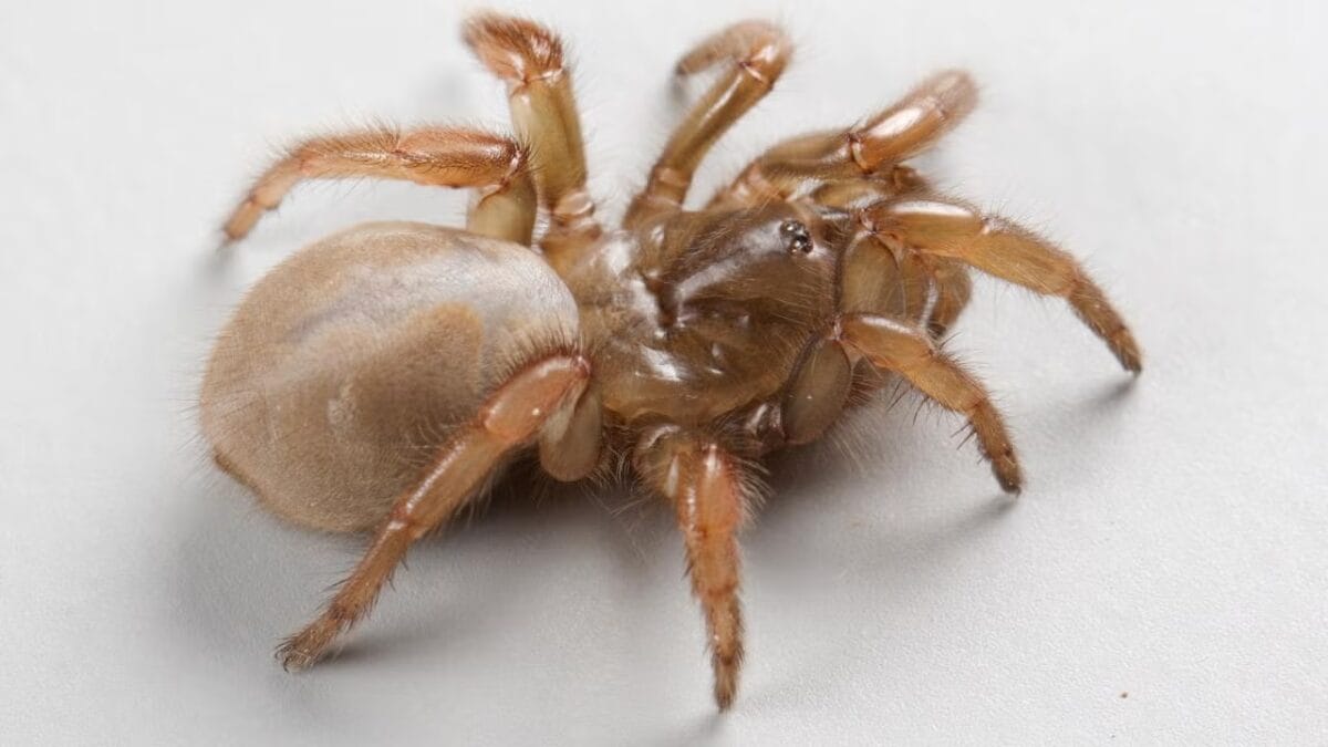 nova espécie de aranha