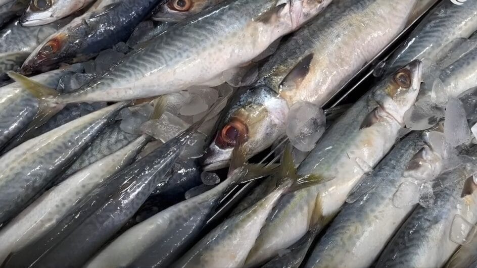 peixe cavalinha rico em vitamina b12