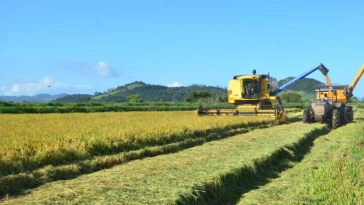 Plantação de arroz com maquinário de colheita ao fundo