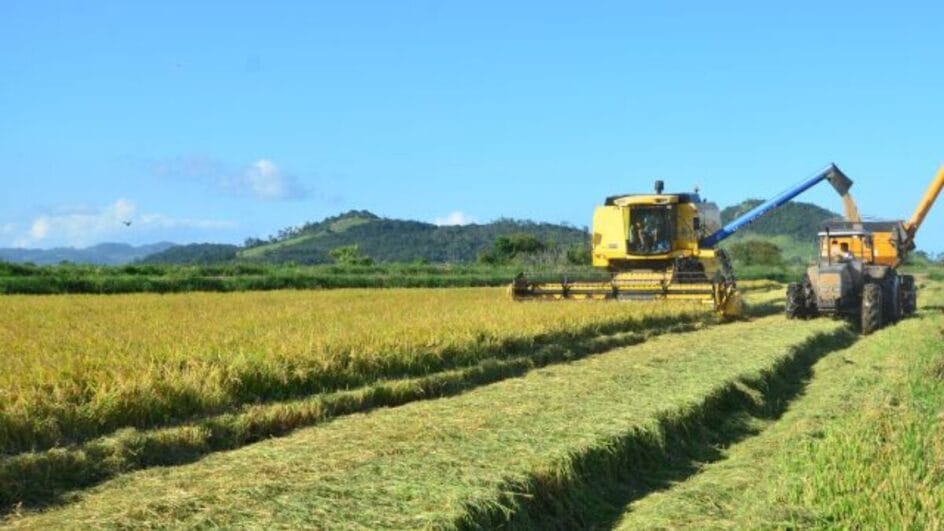Plantação de arroz com maquinário de colheita ao fundo