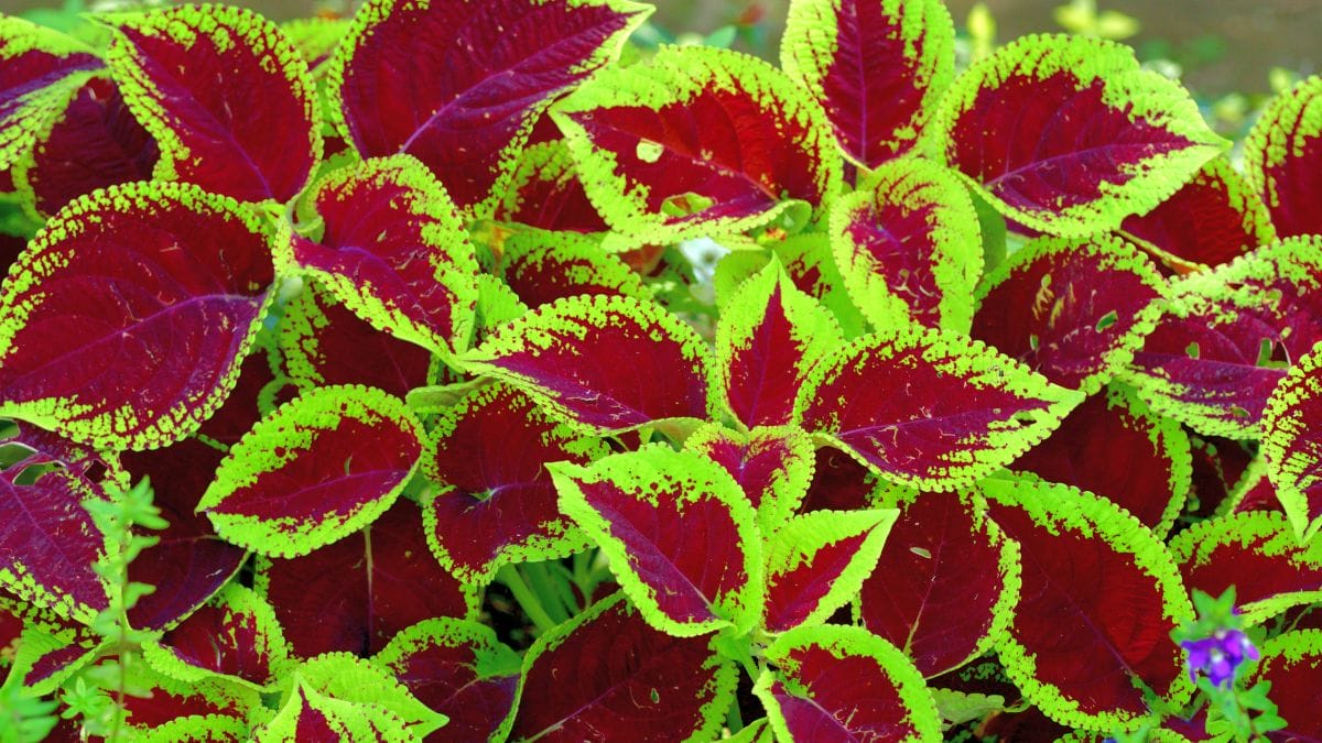 plantas aquáticas