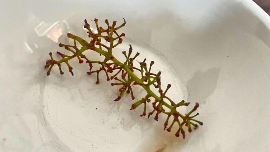 segredo do cabinho da uva