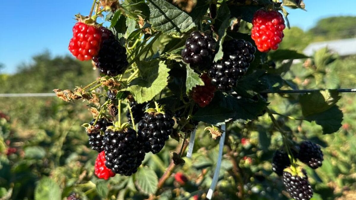 Produ&ccedil;&atilde;o de amoras