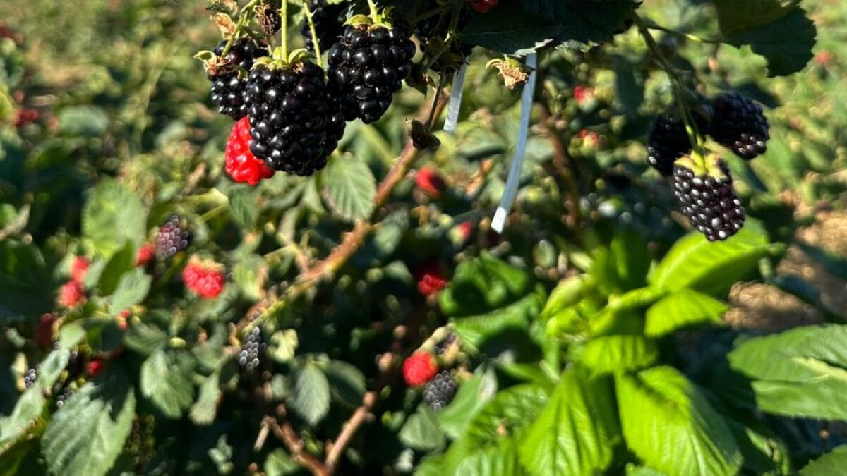 Produ&ccedil;&atilde;o de amoras