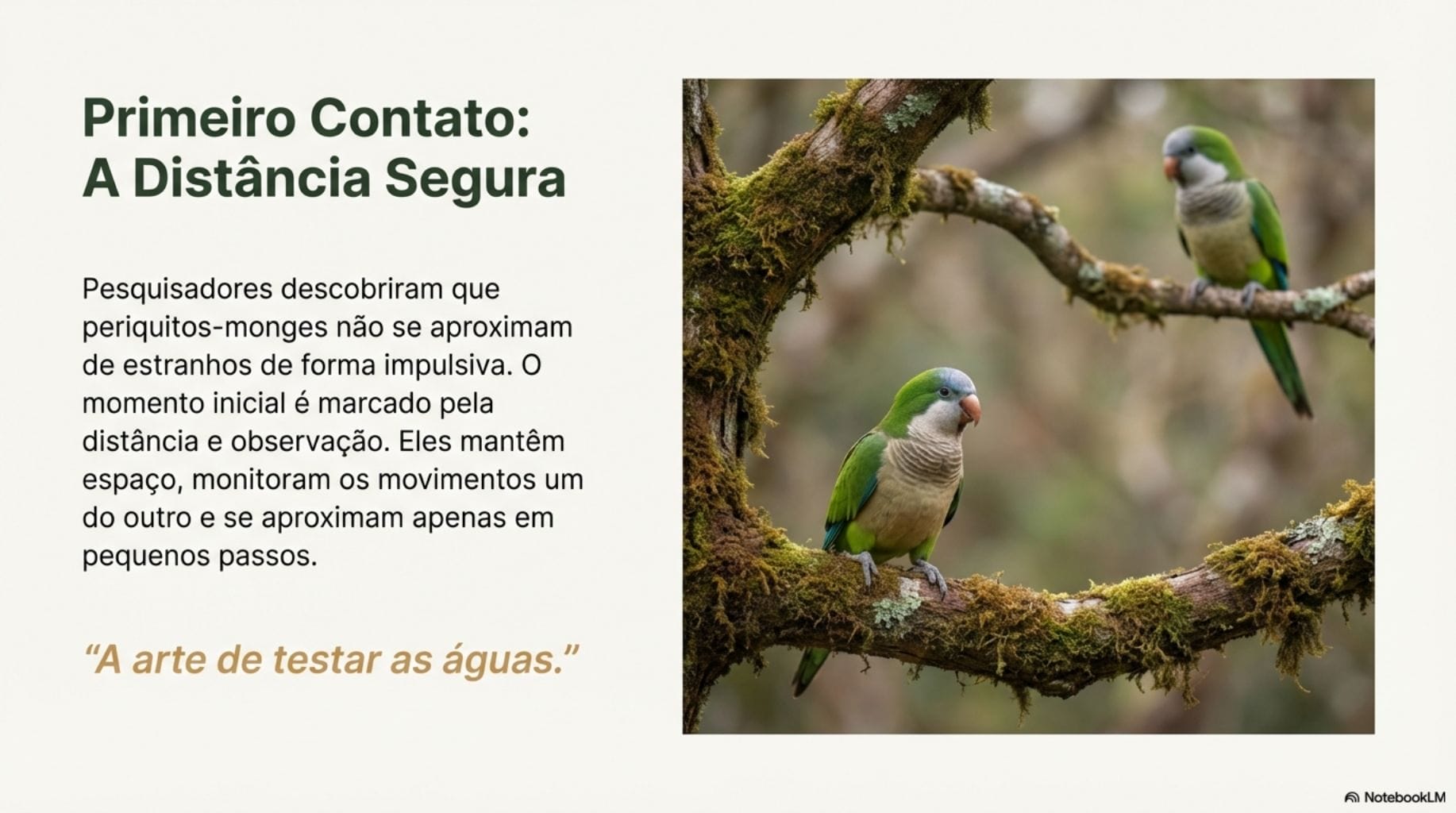 Comportamento social periquitos-monges