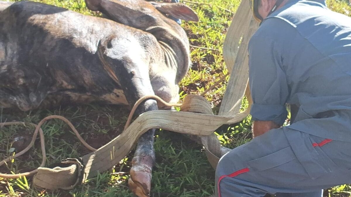Bombeiros resgatam boi que caiu em poço
