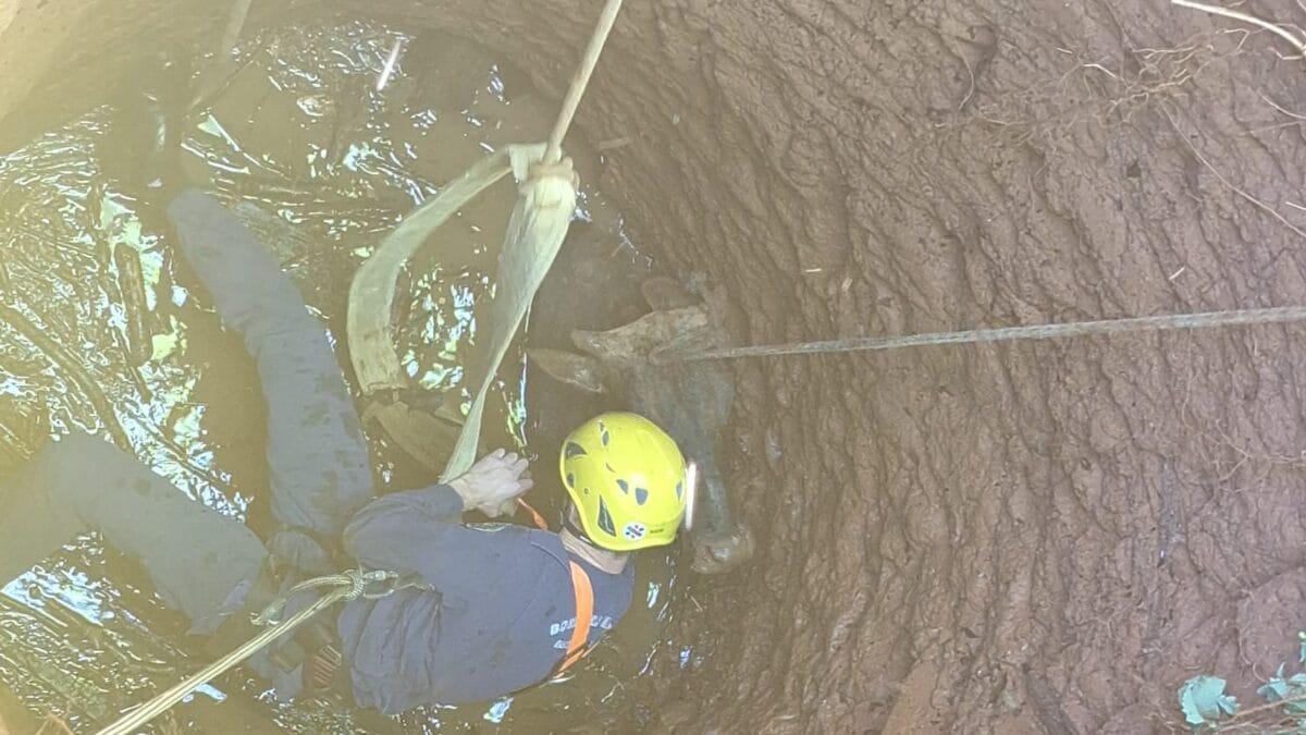Bombeiros resgatam boi que caiu em poço