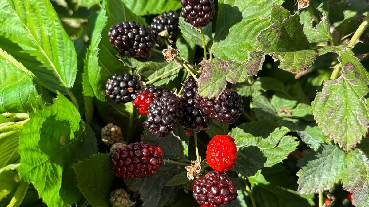 Produ&ccedil;&atilde;o de amoras