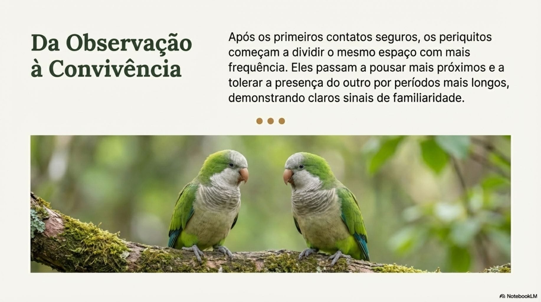 Comportamento social periquitos-monges