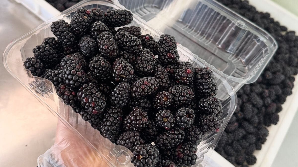 Produ&ccedil;&atilde;o de amoras