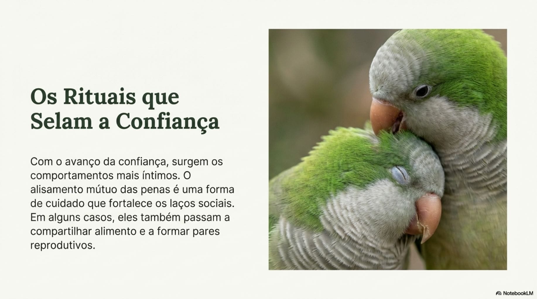 Comportamento social periquitos-monges