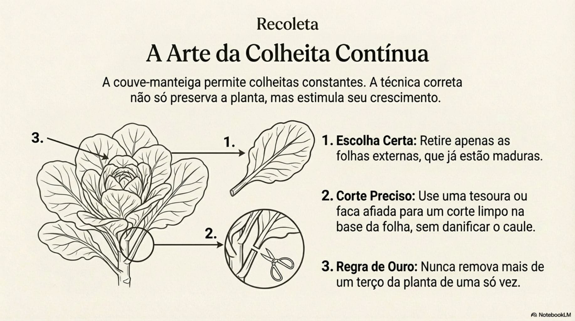 omo plantar couve-manteiga
