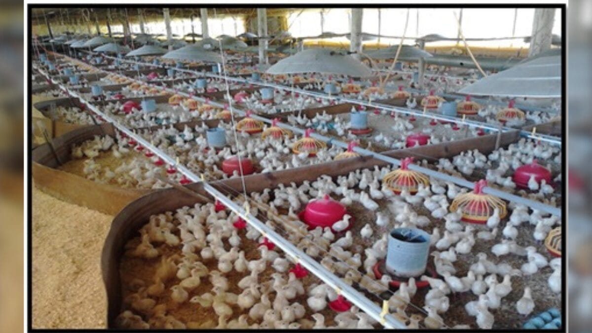 Perus nos primeiros dias de vida