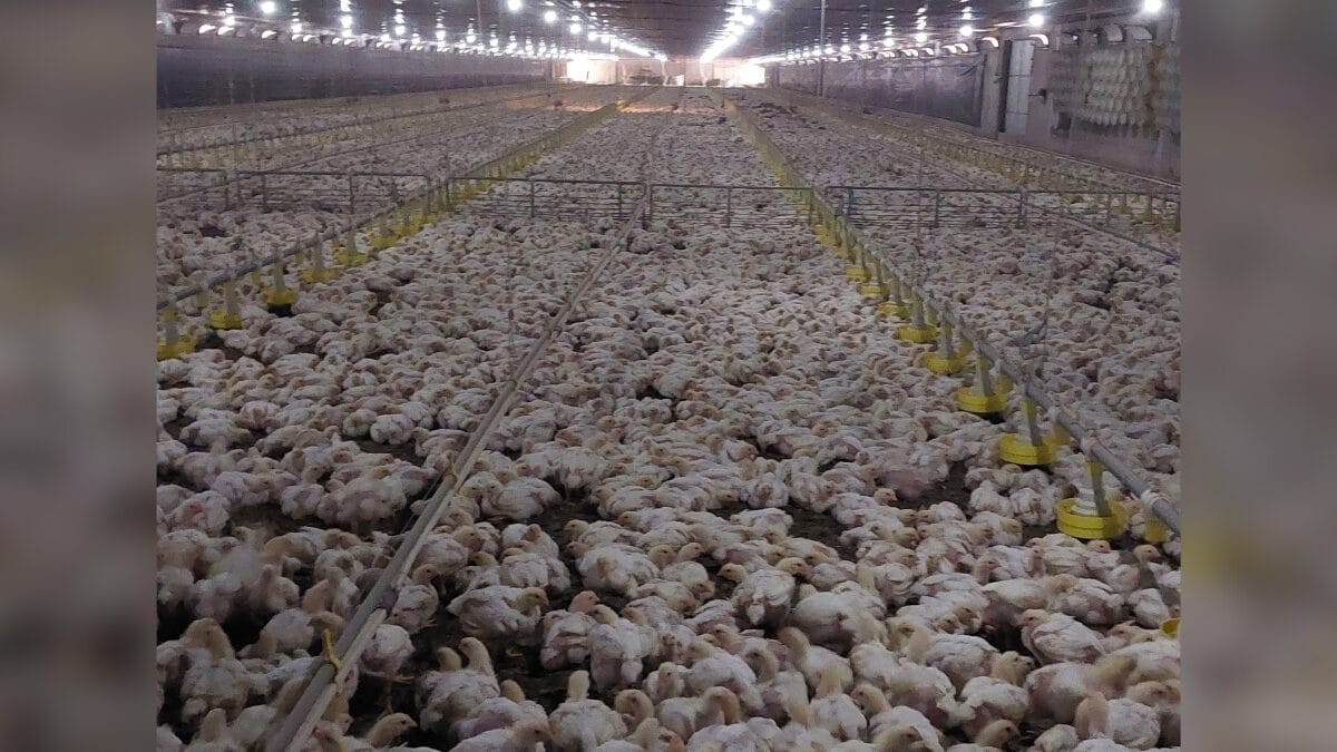 Avi&aacute;rio de frango de corte, tipo griller 