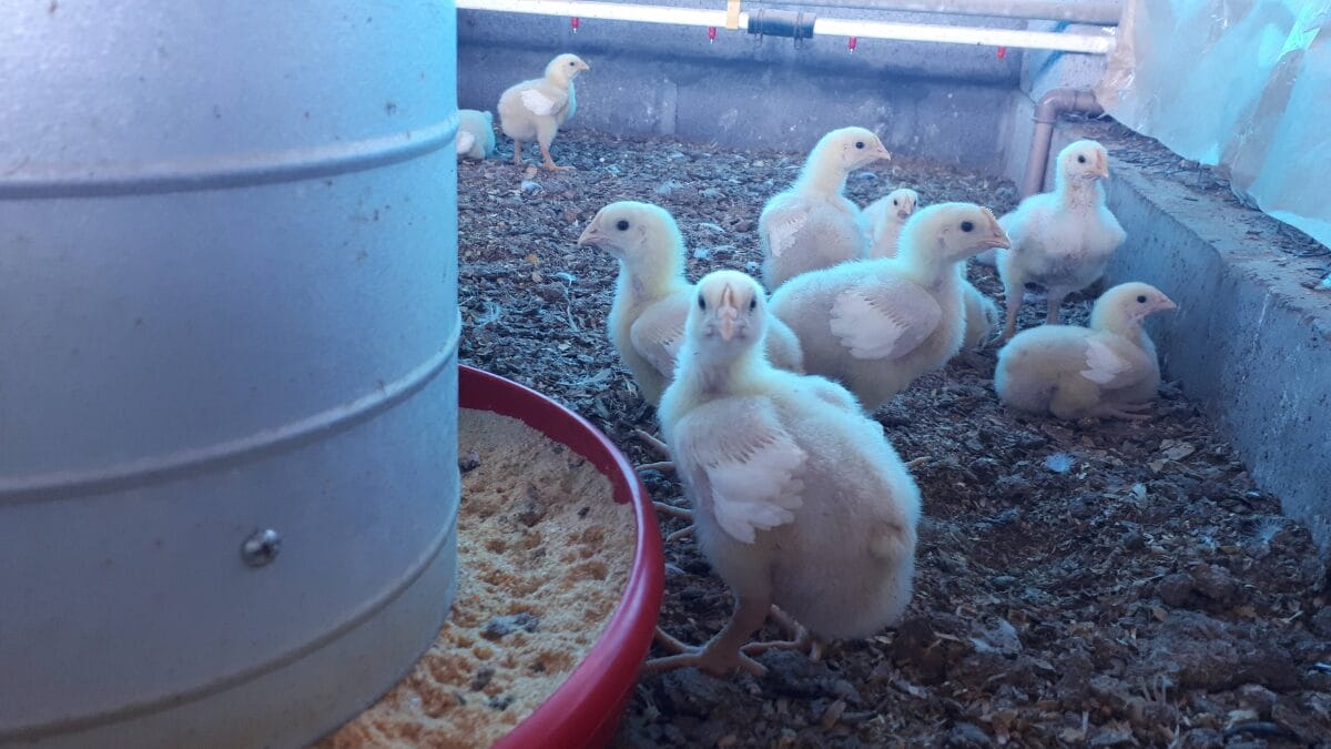 Frango de corte, macho, com 14 dias 