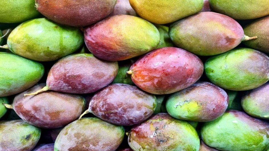 Ama manga Cuidado o excesso da fruta pode causar gordura no fígado