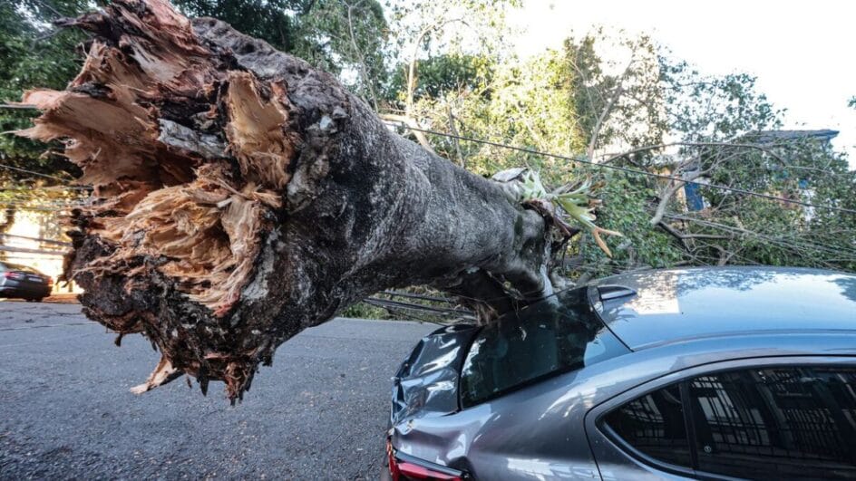 Foto mostra árvore caída sobre carro em São Paulo