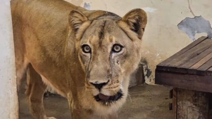 Leoa Leona, do zoológico da Bica, de João Pessoa