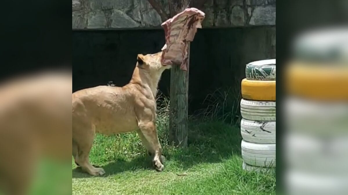 Leoa Leona, do zoológico da Bica, de João Pessoa