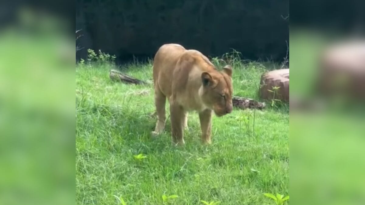 Leoa Leona, do zoológico da Bica, de João Pessoa