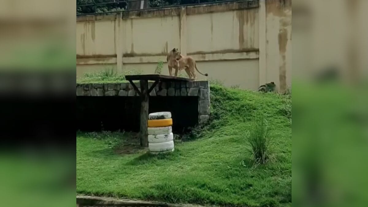 Leoa Leona, do zoológico da Bica, de João Pessoa