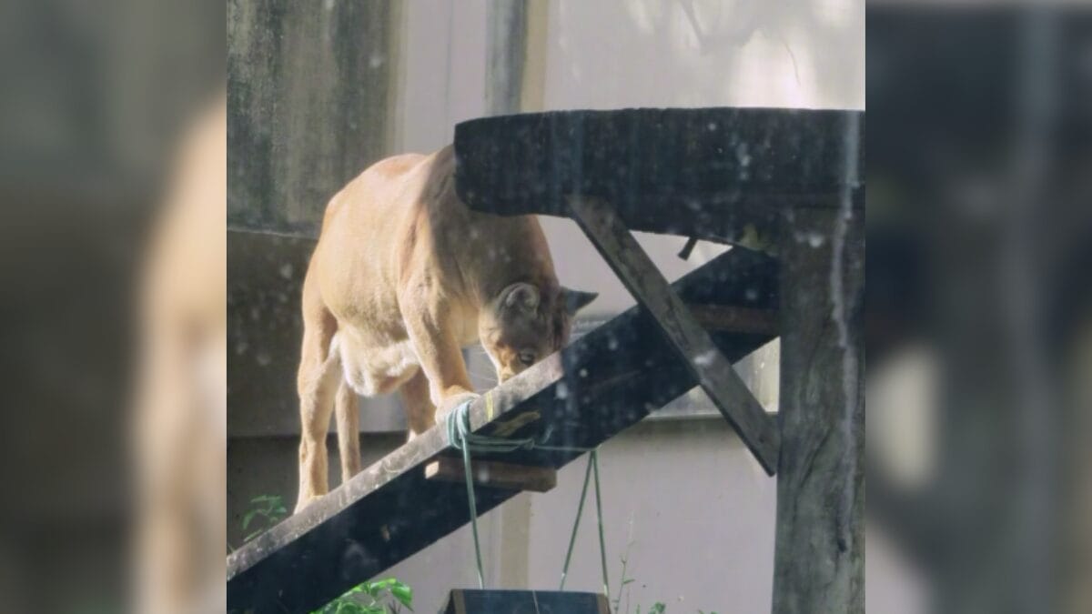 Leoa Leona, do zoológico da Bica, de João Pessoa