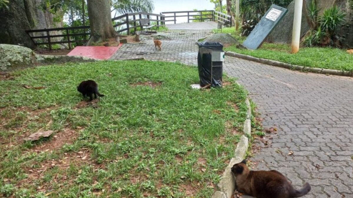 Conheça o mirante dos gatinhos com vista impressionante em Florianópolis (3)