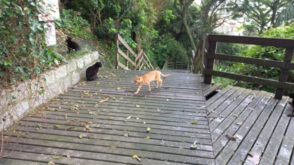 Conheça o mirante dos gatinhos com vista impressionante em Florianópolis (3)