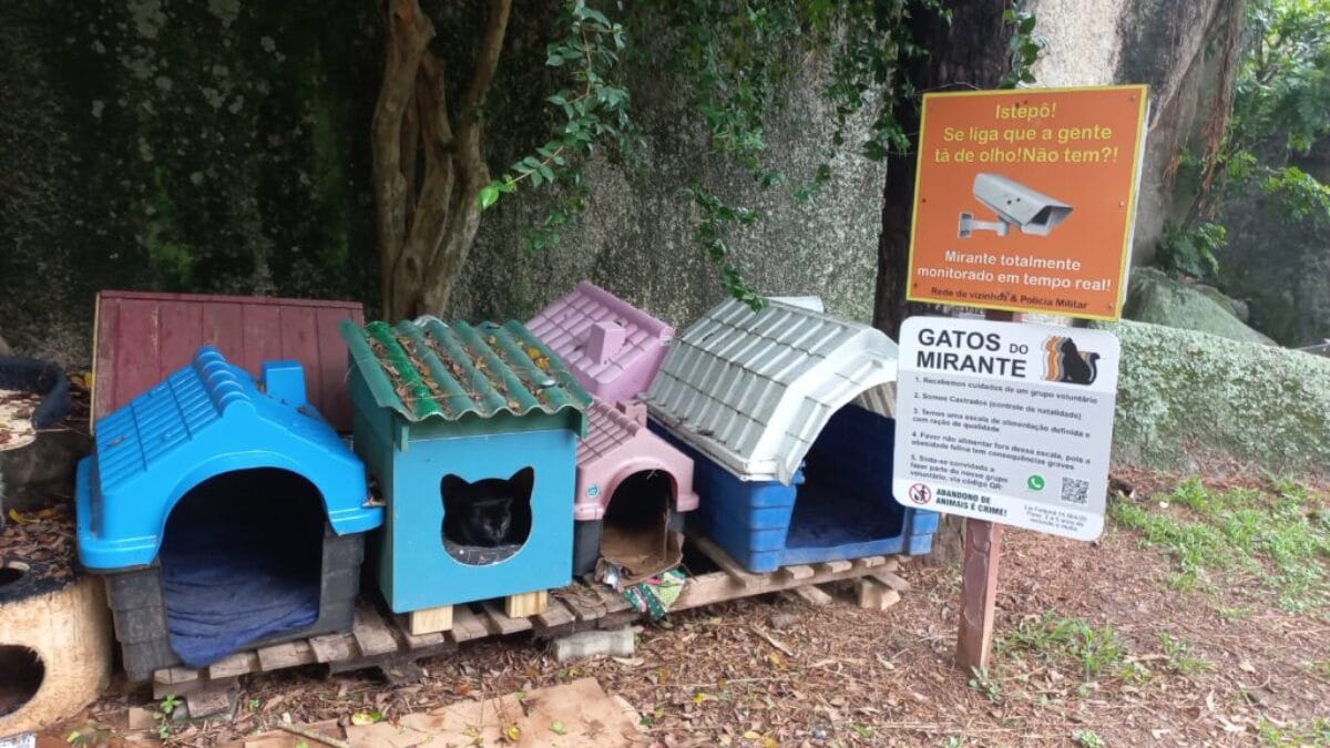 Conheça o mirante dos gatinhos com vista impressionante em Florianópolis (3)