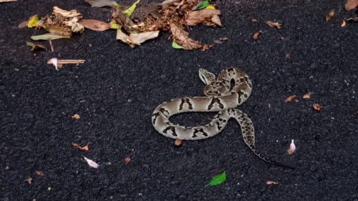 Cobra capturada em Piratuba