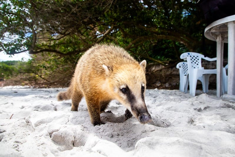 Quati na areia de praia