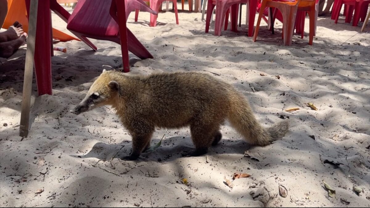 Quati na areia de praia na Ilha do Campeche