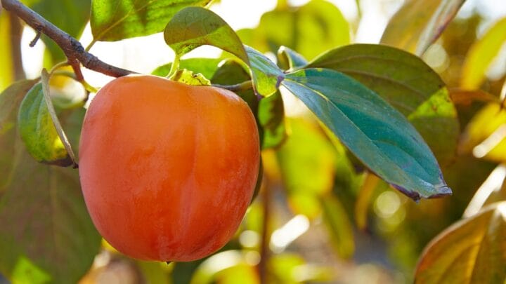 Intestino preso? A fruta doce e esquecida que ajuda a regular tudo