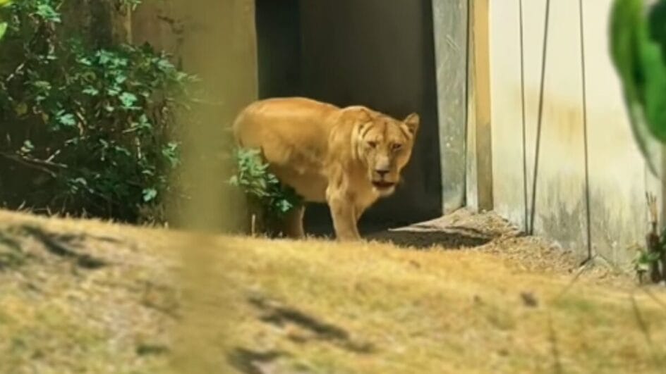Leoa que matou jovem em zoo retorna à jaula após isolamento por estresse